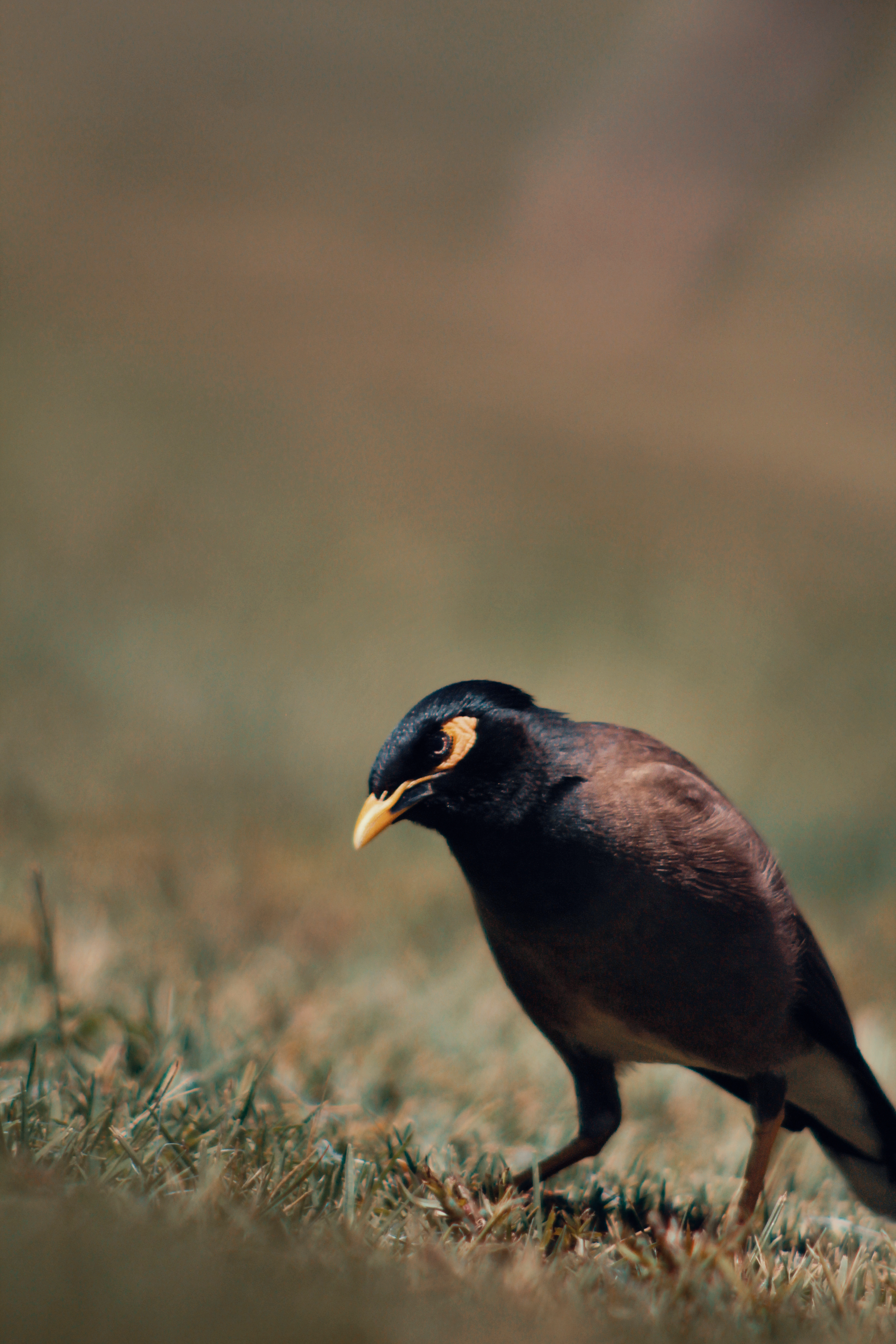A detailed close-up of a Common Myna bird standing on grass with a blurred background.
