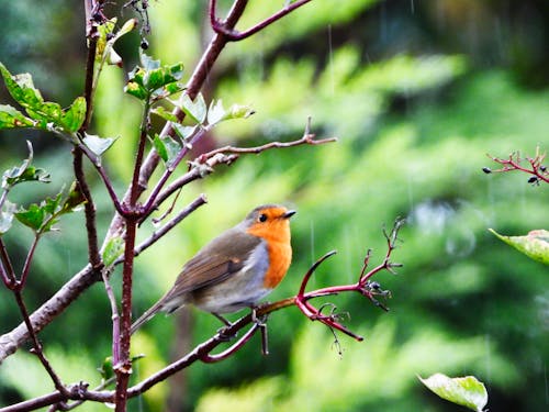 Free stock photo of robin bird