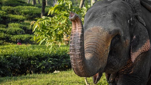 Elephant Raising its Trunk