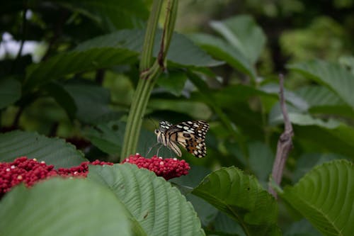 Foto d'estoc gratuïta de insecte papallona, papallona, papallona sobre una flor