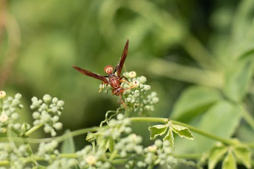 Brown Bee Perched on Green Plant