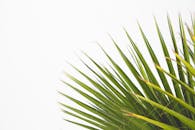 明亮背景下的生动绿色棕榈叶特写镜头