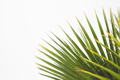 Free A detailed close-up shot of vivid green palm leaves against a light background. Stock Photo