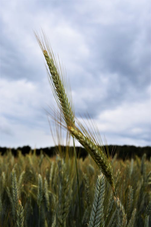 Close-Up Shot of a Wheat Field 