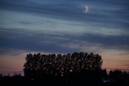 
A Silhouette of Trees during a Sunset