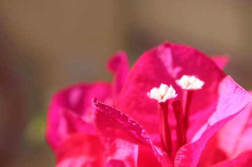 Free stock photo of bugambilia, flower, magenta Stock Photo