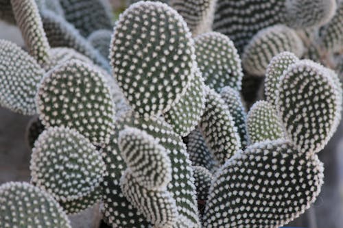 Free stock photo of cacti, cactus, cactus plant Stock Photo