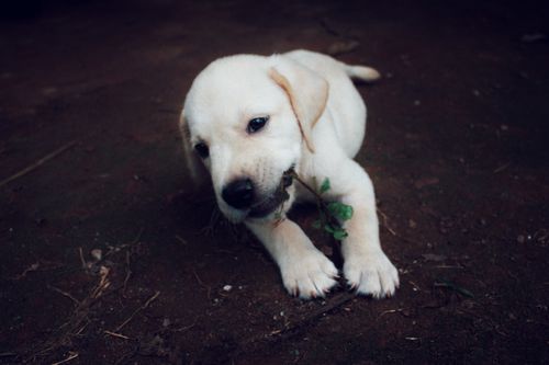 Free stock photo of animal photography, candid photography, cute puppy Stock Photo