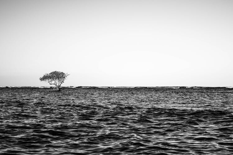 Lone Tree Growing At Sea