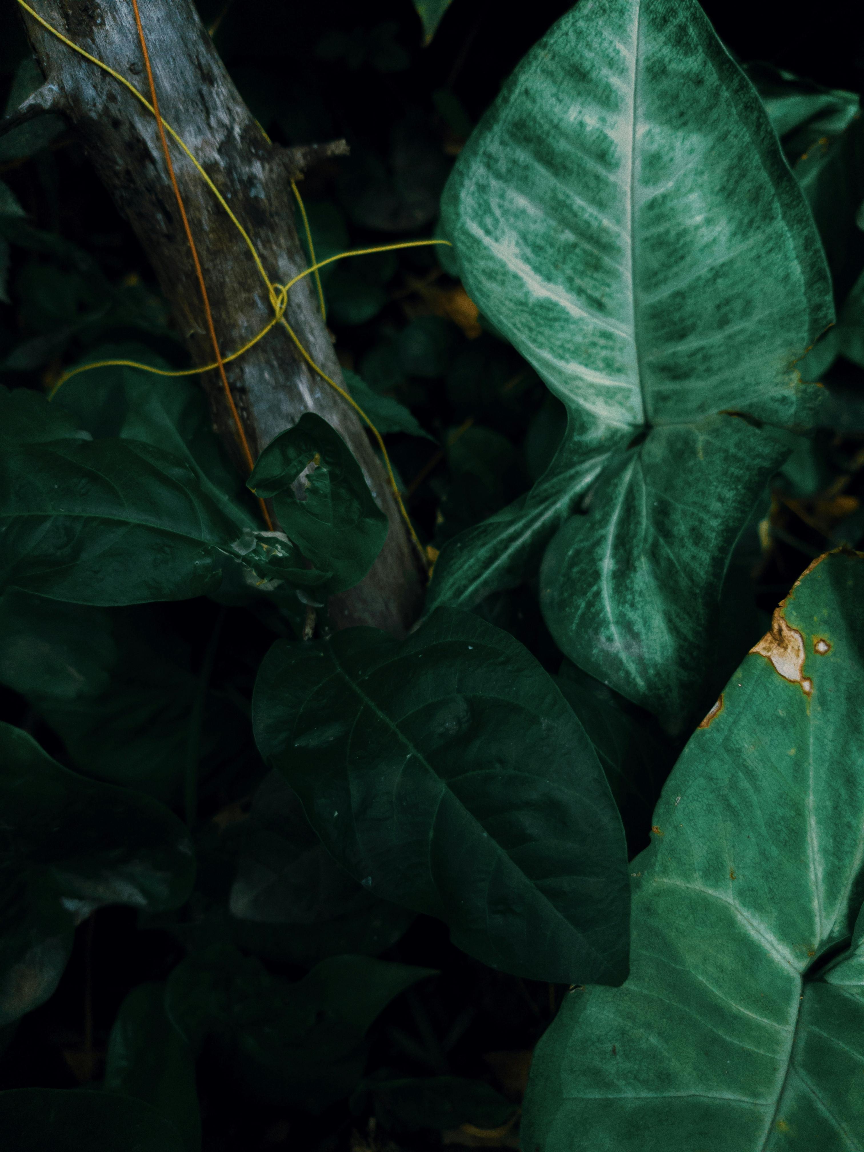 A deep focus shot of lush green arrowhead plant leaves in natural light, showcasing intricate details.