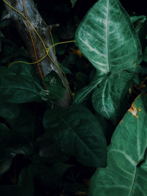 A deep focus shot of lush green arrowhead plant leaves in natural light, showcasing intricate details.