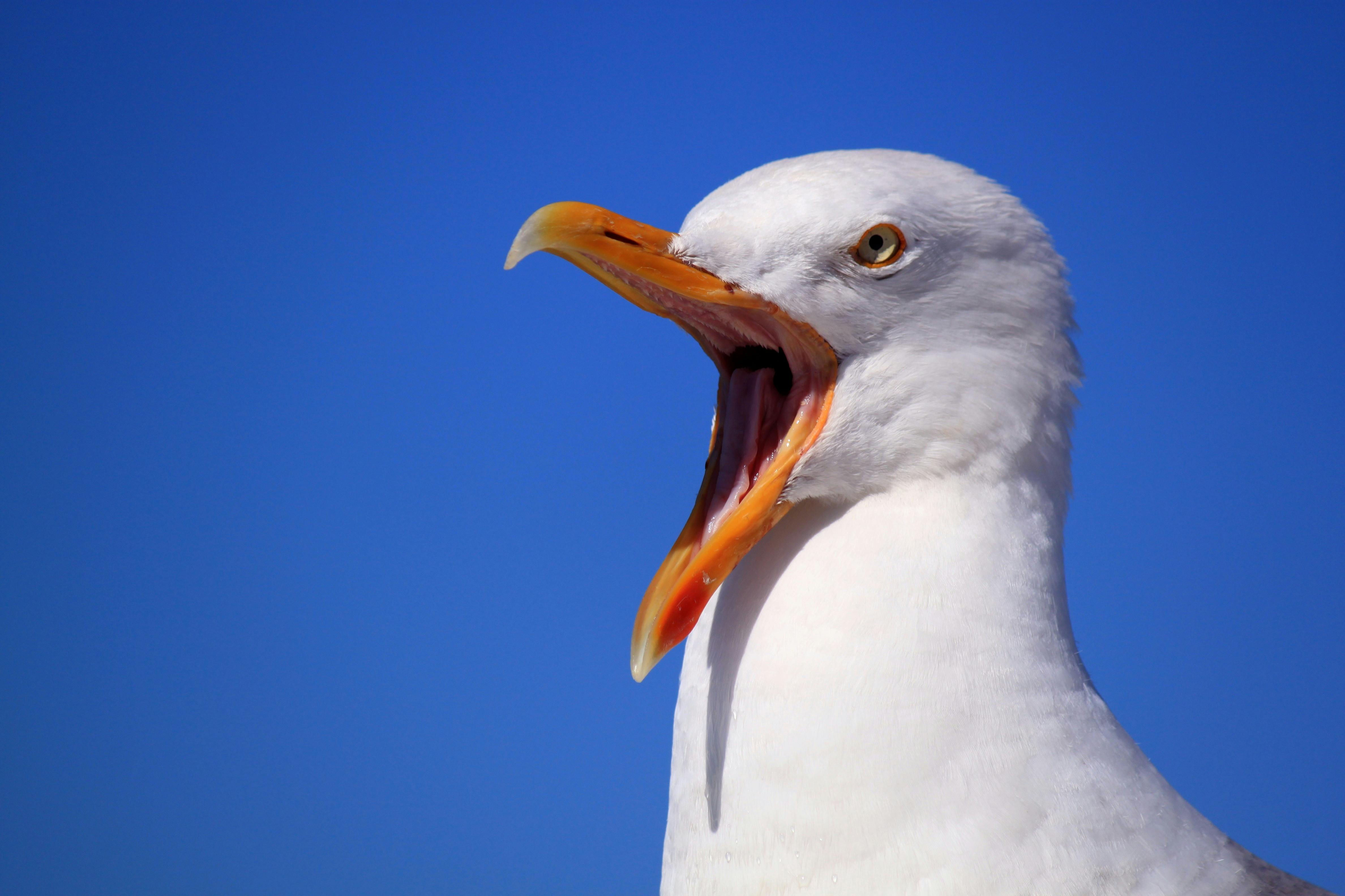 Seagull bird beach dusk HD phone wallpaper  Peakpx