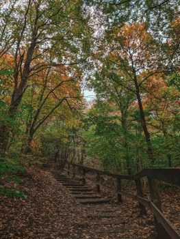 A peaceful footpath lined with autumn foliage in a lush forest setting.