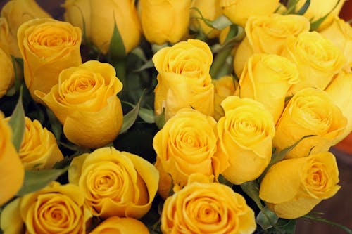 Close-Up Shot of Yellow Roses in Bloom