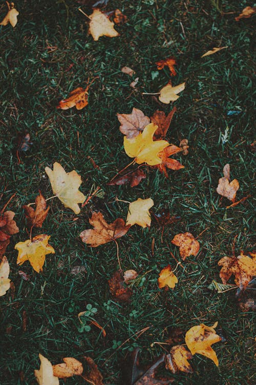 Colorful maple leaves with spots in autumn · Free Stock Photo