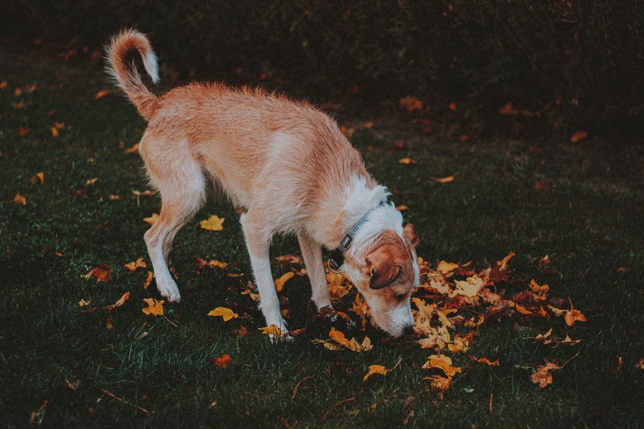 Black Dog Poop: Is It Blood, or Something Harmless?