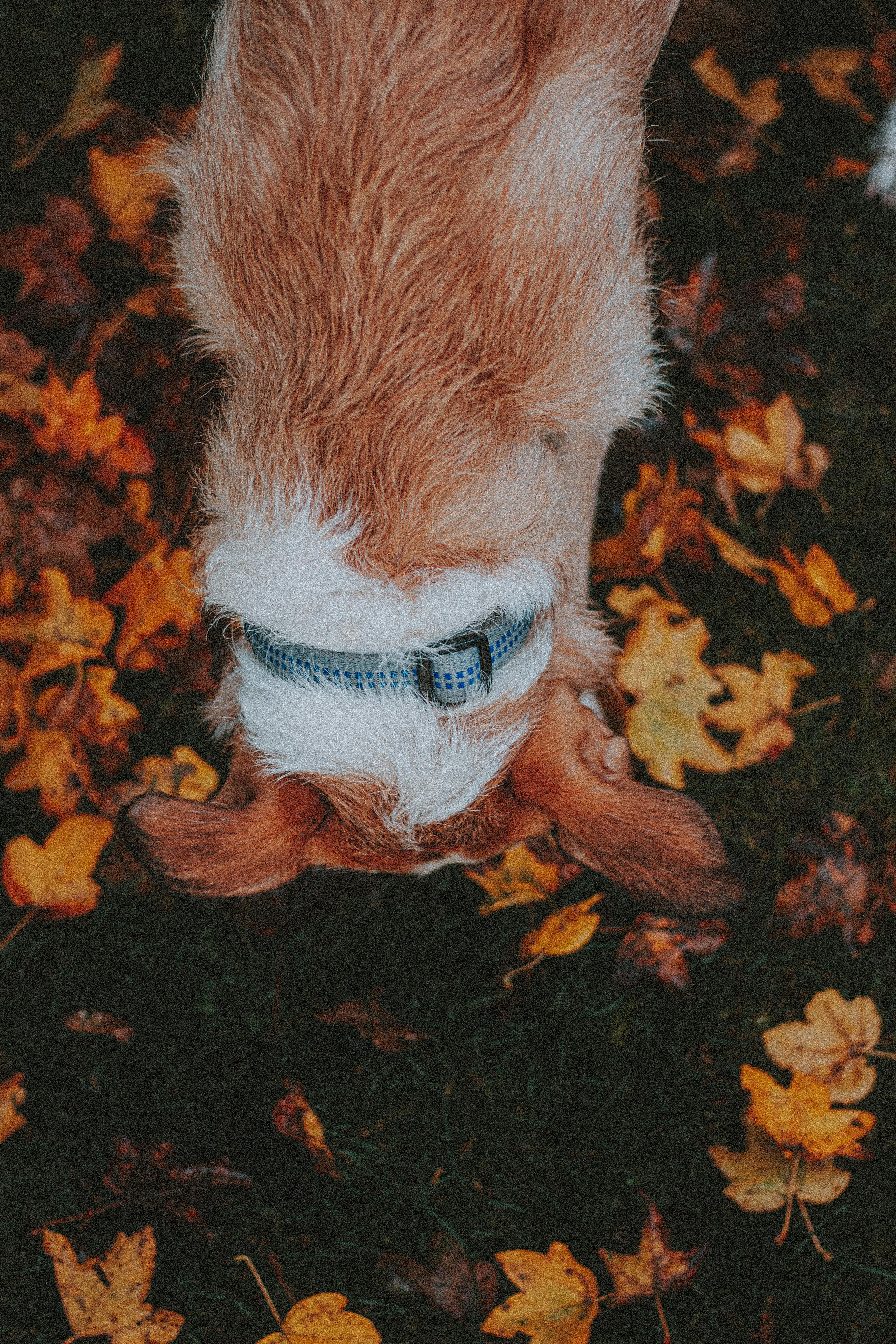 Dog smelling bright foliage in park
