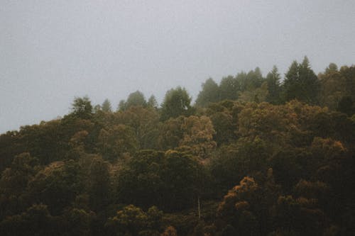 Picturesque view of autumn trees growing in woods under foggy sky in daylight