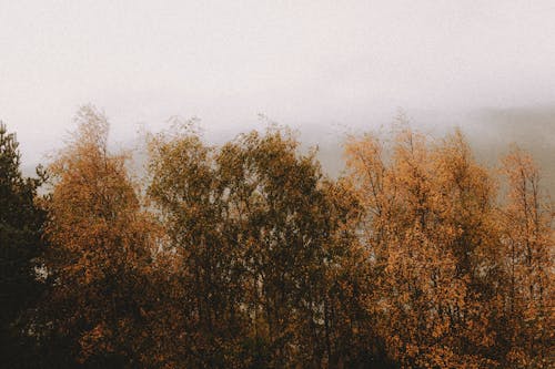 High autumn trees under foggy sky in daylight