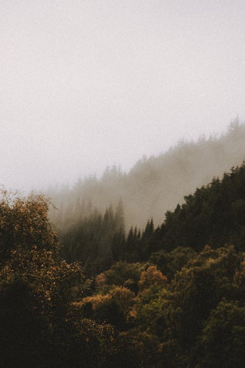 Autumn trees in woods on mount under misty sky