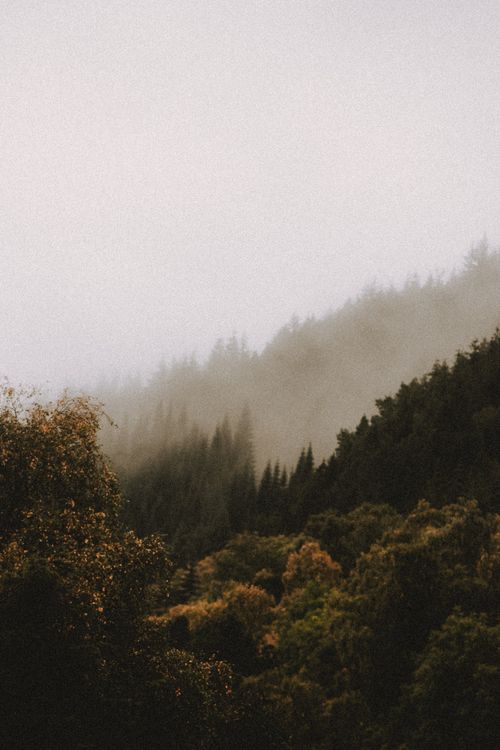 Free Picturesque view of lush trees growing in forest on mountain under foggy sky in cold weather Stock Photo