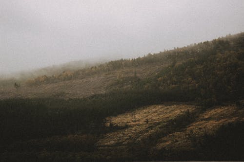 Scenic view of mount with growing trees under white misty sky in cold weather in fall