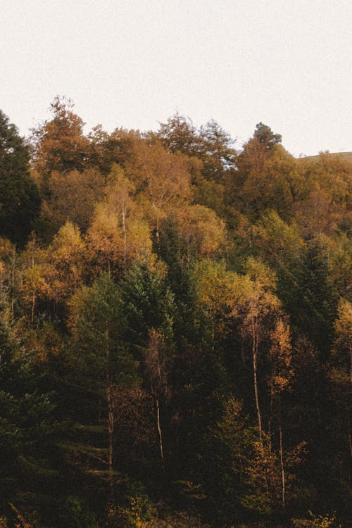 Imagine de stoc gratuită din anotimp, arbore, arbori veșnic verzi