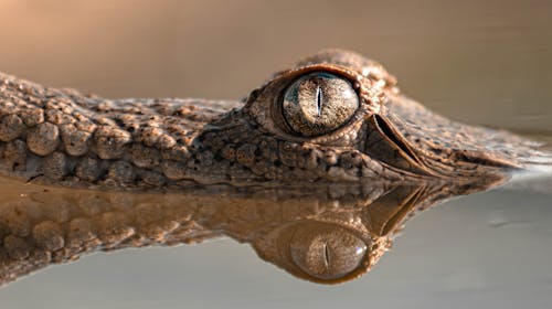 Eye of a Crocodile in Extreme Close-up