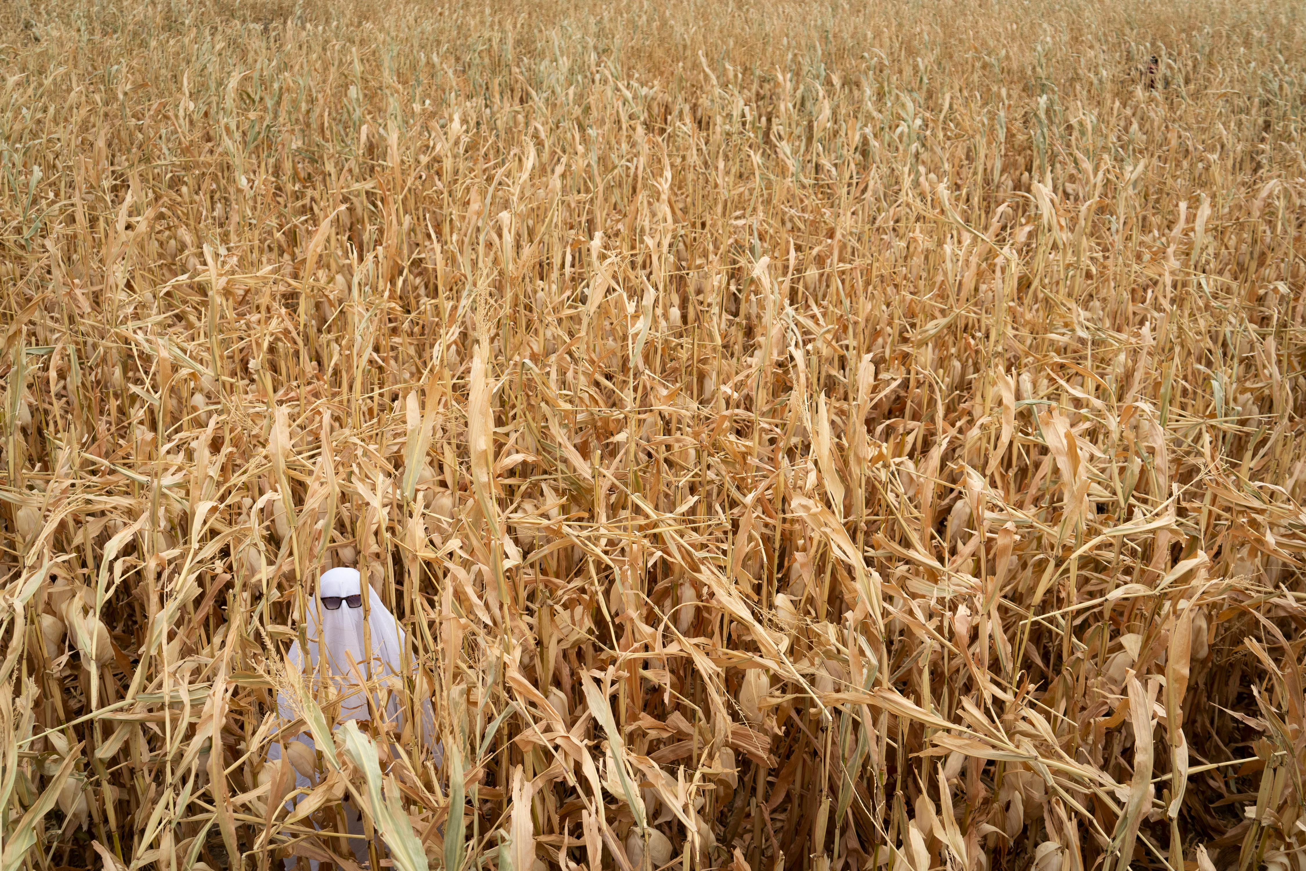 A mysterious figure in a white robe standing in a dense cornfield.