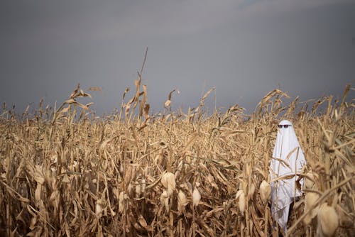 A Person Standing in the Corn Field