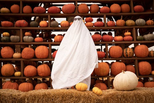 Pick the Perfect Pumpkin in the Myrtle Beach Area