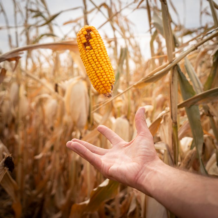 Hand Catching A Corn