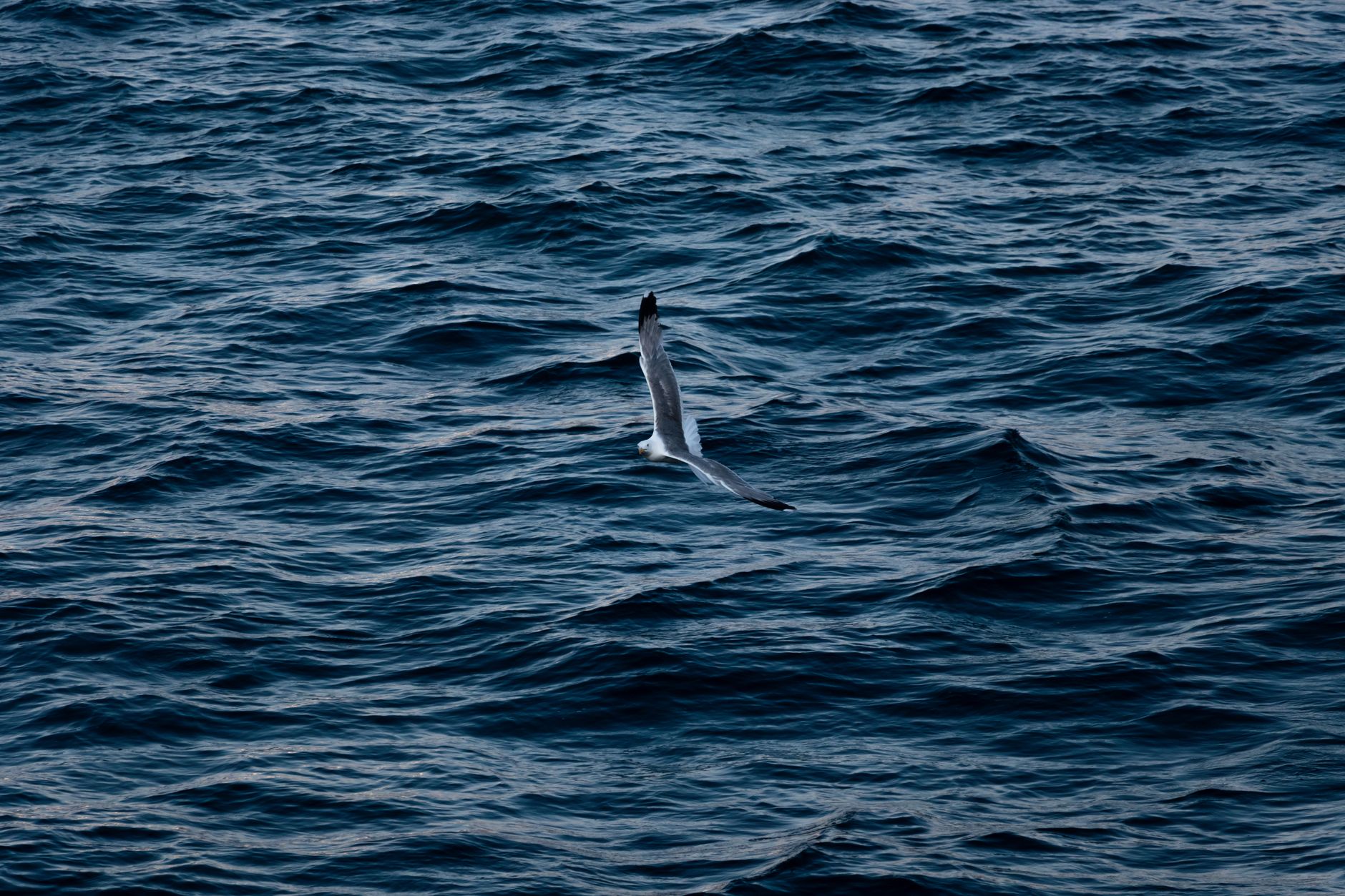 A stunning view of seabirds soaring above the ocean at sunset, illustrating their habitat and the implications of the National Geographic Sea Bird Gi Outbreak.