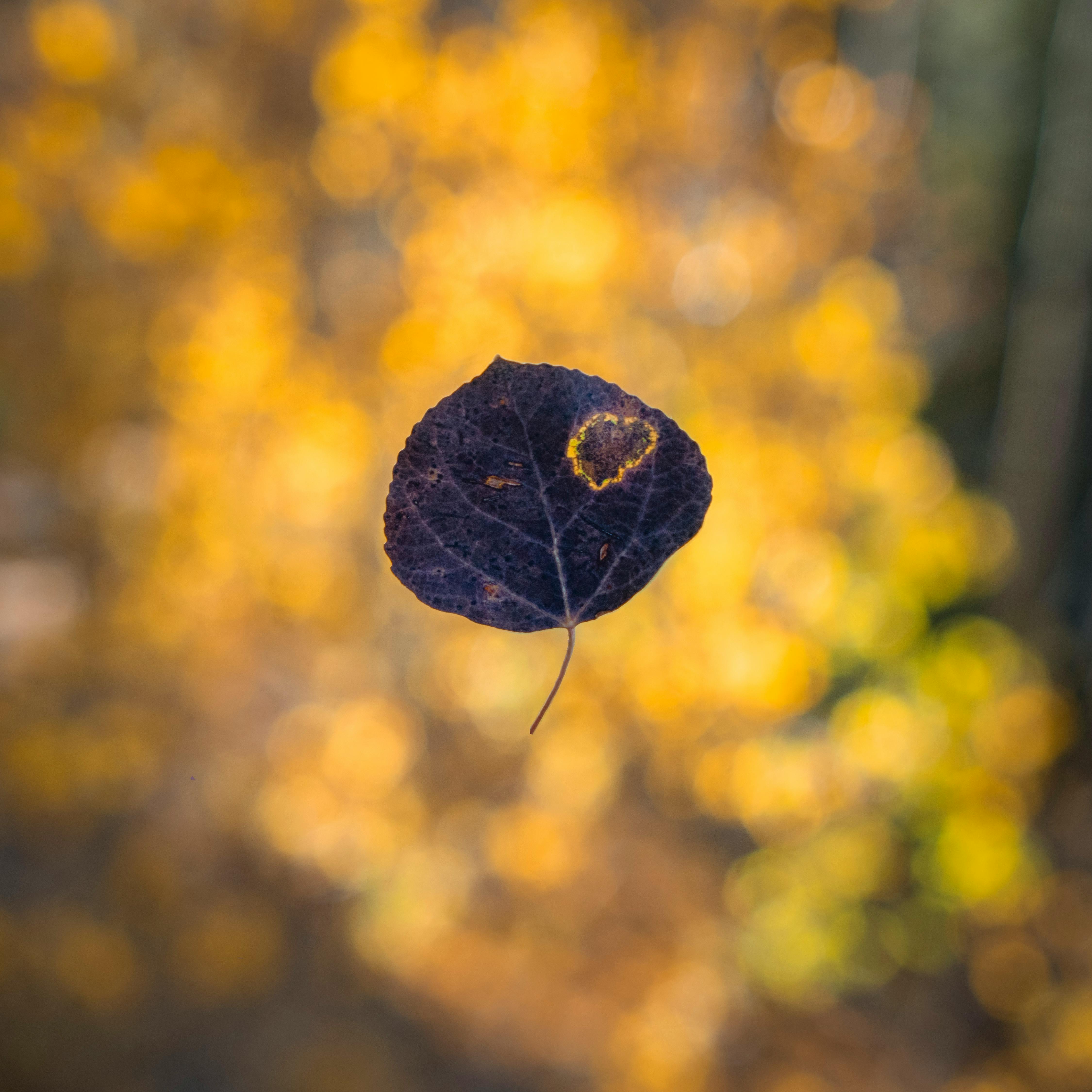 CloseUp Photo of a Violet Leaf · Free Stock Photo