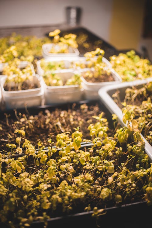 Containers with growing plants in hothouse