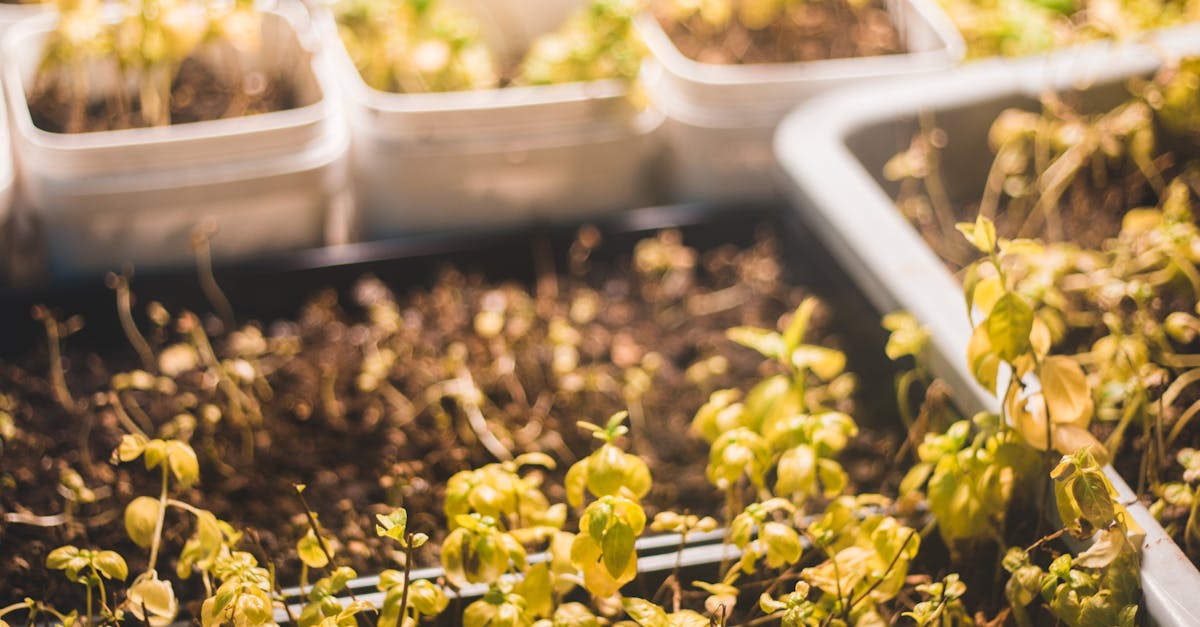 How to grow green onions indoors from seed