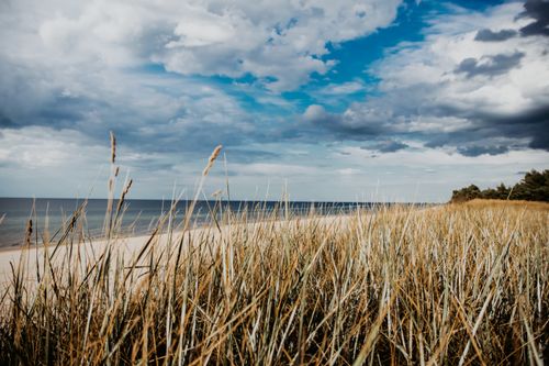 Free Explore a tranquil beach on Poland's coast with tall grass and expansive cloudy sky. Stock Photo