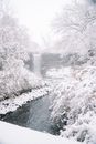在宁静的树林中，河流穿过白雪覆盖的树木，构成一幅如画的风景