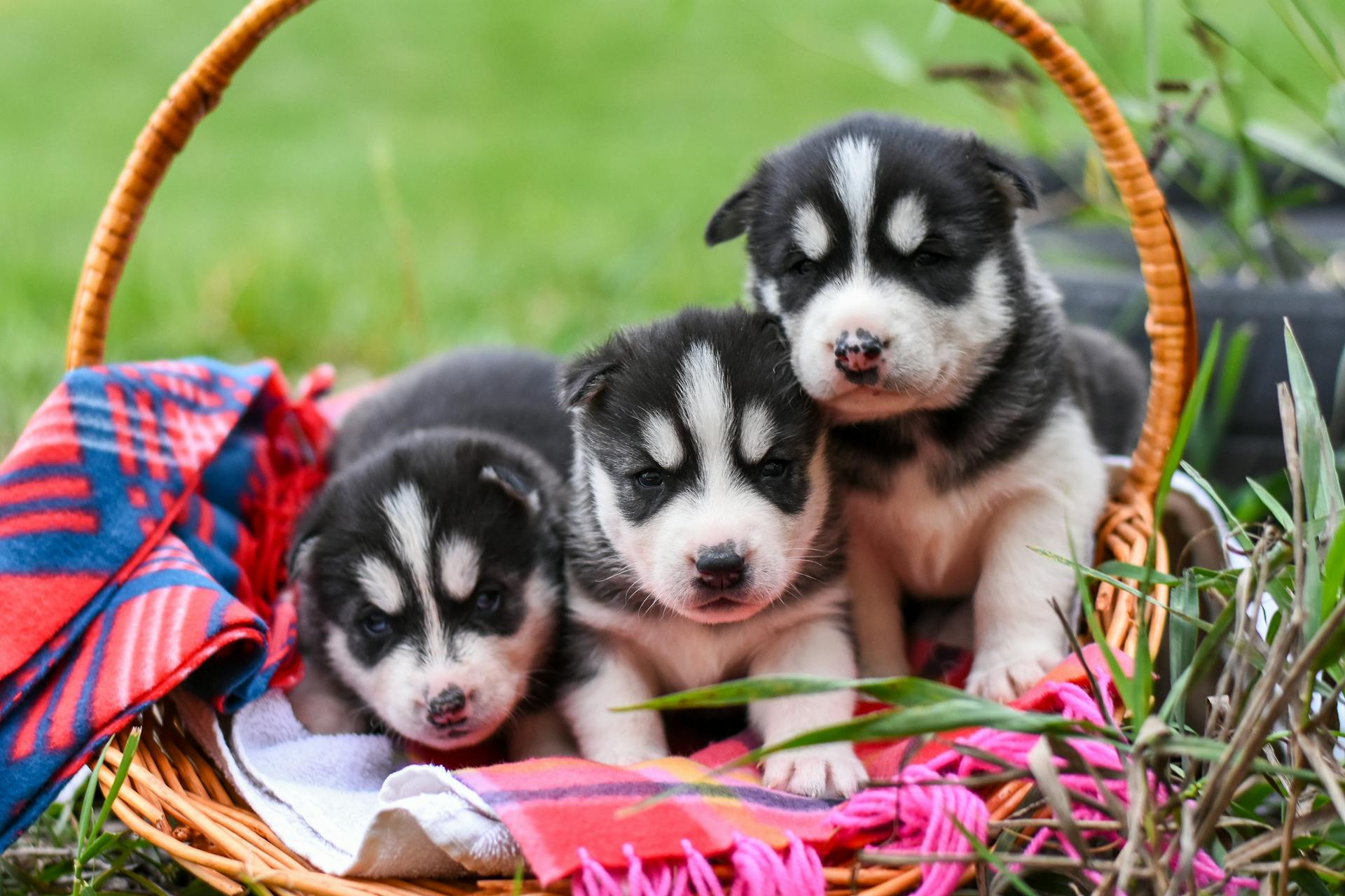 Des chiots dans un panier