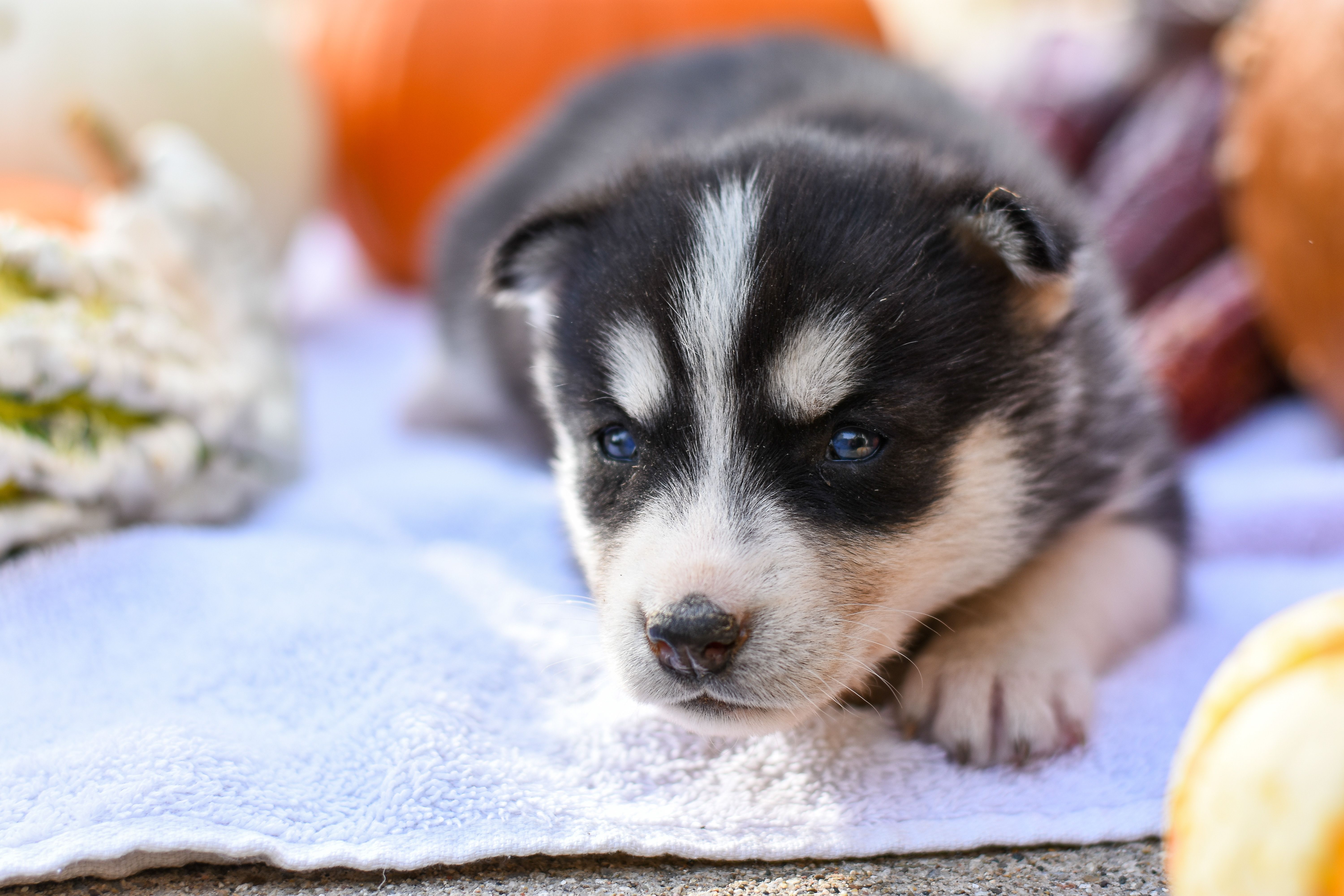 Cute Puppy Lying on Ground · Free Stock Photo