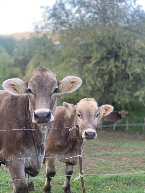 Immagine gratuita di alpi, faccia di mucca, mucca