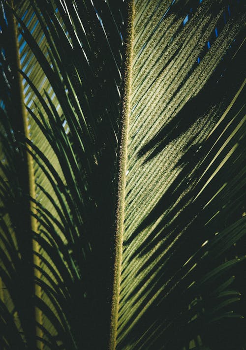 Kostenloses Stock Foto zu blatt, nahansicht, palmblatt