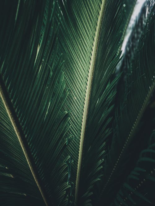 Close-up of Palm Leaves