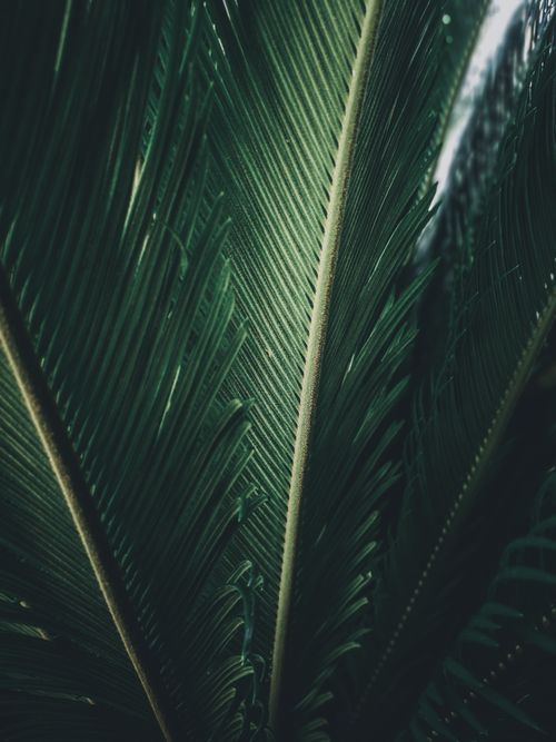 Free Detailed close-up of lush, green palm leaves, showcasing natural textures and patterns. Stock Photo