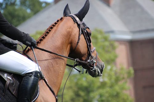 Free Close up of a Horse with a Bridle and a Ear Net Stock Photo