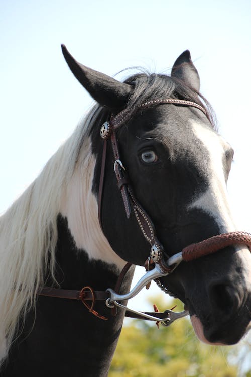 Close-up of a Horse with a Bridle