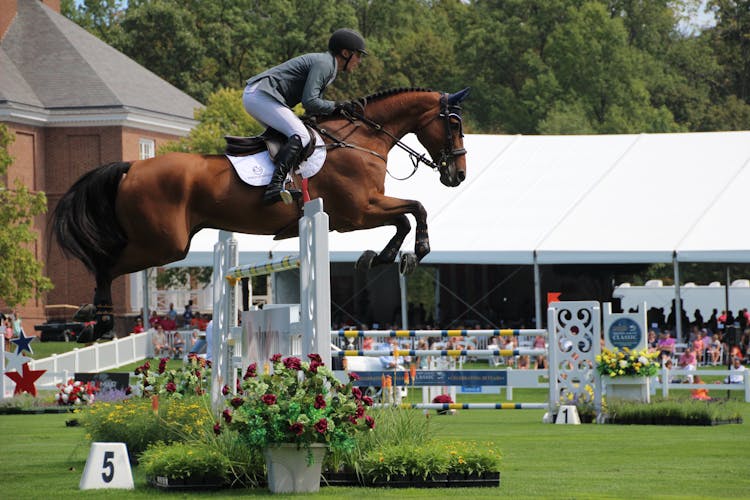 An Equestrian Jumping A Horse Over An Oxer