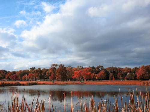 Trees with Fall Foliage near a Body of Water