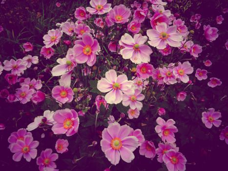 A delightful display of vibrant pink anemone flowers in full bloom, capturing the essence of a flourishing garden.