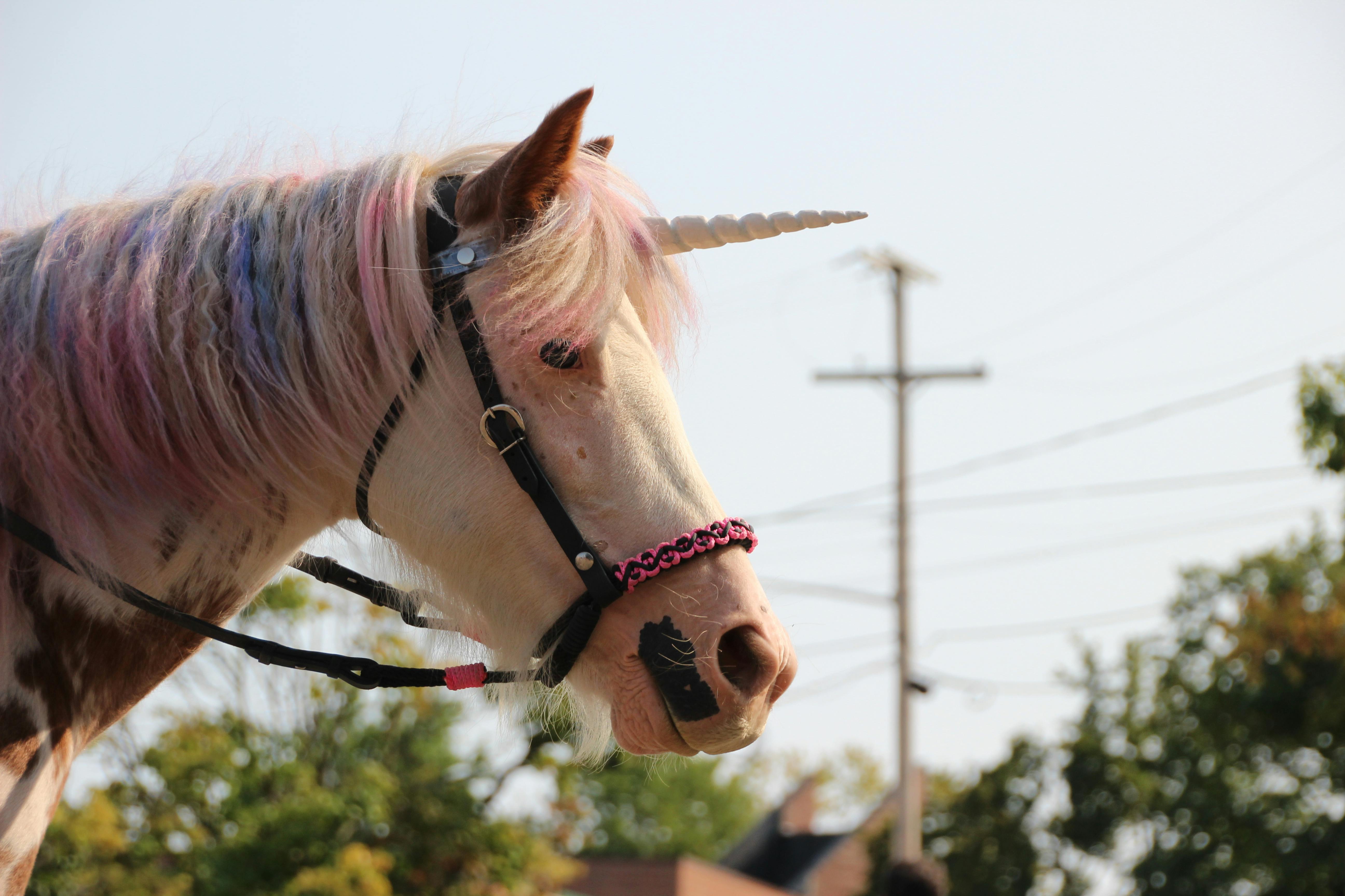 Gratuit Photos gratuites de amusement, animal, arrière-plan flou Photos